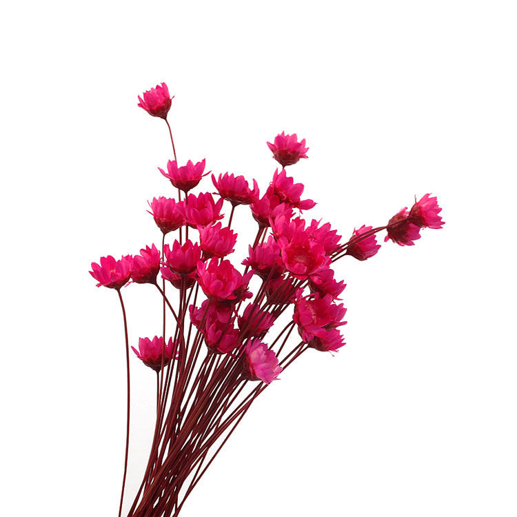 Wholesale small star flower dried flower Mini small Daisy wild chrysanthemum crystal glue drop handmade diy making filling material accessories